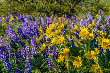 WIldflower praire with Balsamroot and Lupine in bloomの写真素材