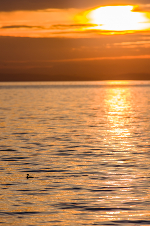 Sunset and waterfowl on Semiahmoo Bay produces a peaceful image of water and cloudsの写真素材