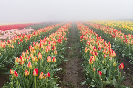 Blooming tulip fields in the fog with yellow and red tulipsの写真素材