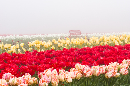 Blooming tulip fields in the fog with red tulips in rowの写真素材