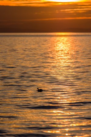 Sunset and waterfowl on Semiahmoo Bay produces a peaceful image of water and cloudsの写真素材