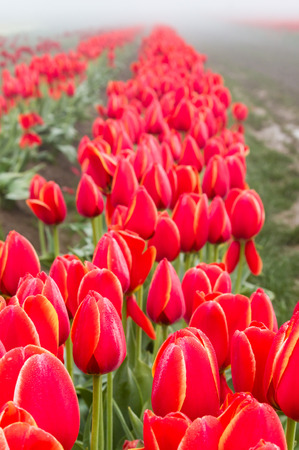 Blooming tulip fields in the fog with red tulipsの写真素材