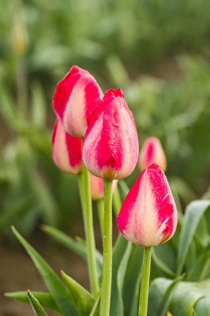 Blooming pink tulip flowers on the bulb farmの写真素材