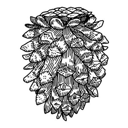 Pine coneのイラスト素材