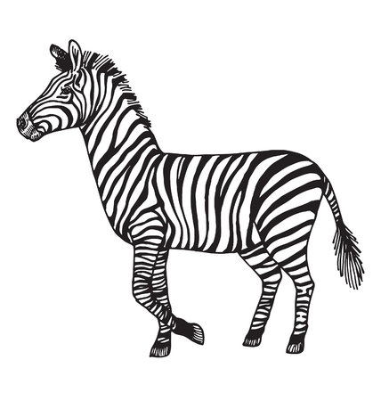 Zebraのイラスト素材