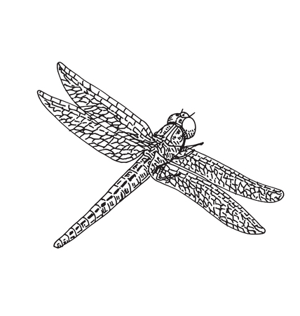 Dragonflyのイラスト素材