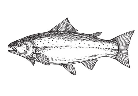 Salmon, Hand drawn vectorのイラスト素材