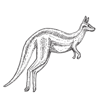 Kangarooのイラスト素材