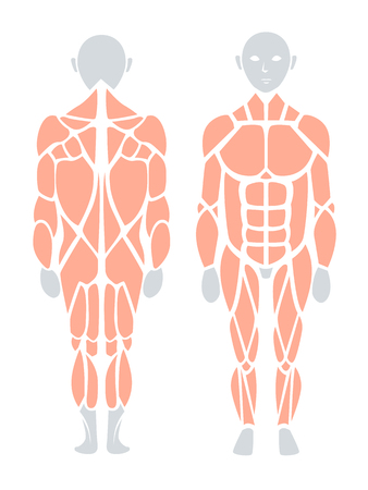Anatomy of human muscle in back and front, Vector infographic element.のイラスト素材