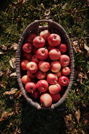 Ripe red apples in a basket on the grass in autumn.