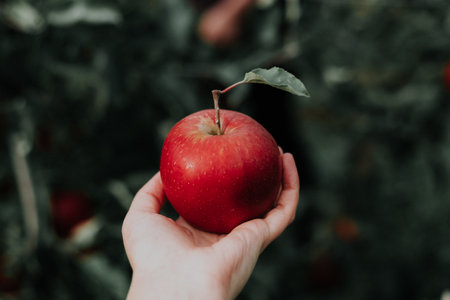 Woman hand holding red apple in apple orchard. Close up.の素材