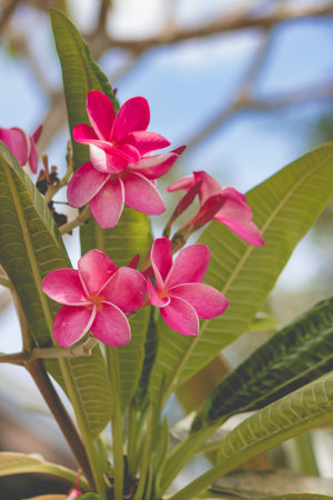 Pink frangipani flowers, plumeria flowers on the treeの写真素材