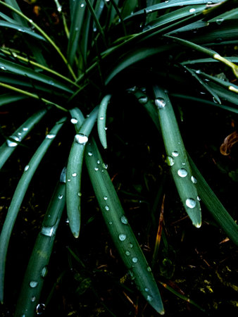 Water droplets on the leaves of an agave plant after a rainの写真素材