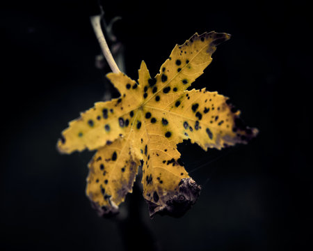 Maple leaf on a black background. Autumn. Selective focus.
