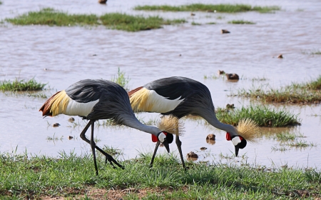 Grey Crowned Craneの写真素材