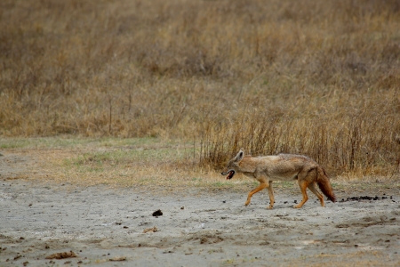 Slinking jackalの写真素材