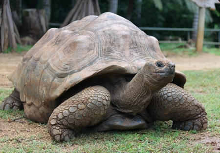 Aldabra Giant Tortoise, La Vanille Reserve, Mauritius, Africaの写真素材