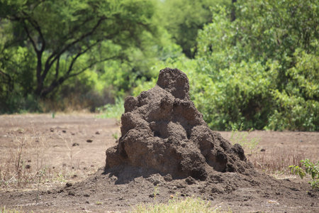Termitary,  Lake Manyara National Park, Tanzania, Africaの写真素材