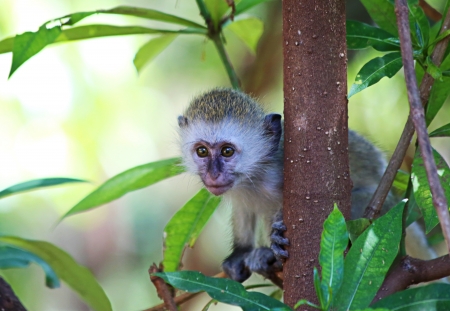 Velvet monkey babyの写真素材