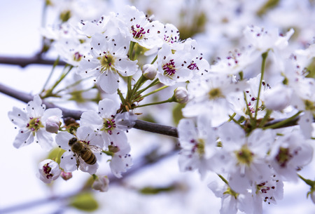 A bee flying over an almond flower Bee on flowering almond treeの写真素材