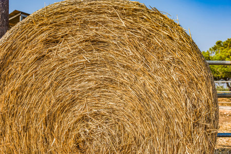 Hay bales on the field after harvest background