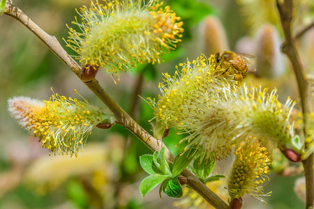 closeup of a bee working on a yellow flower bees on a plant