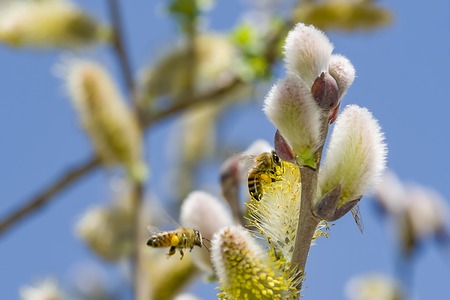 closeup of a bee working on a yellow flower bees on a plantの写真素材