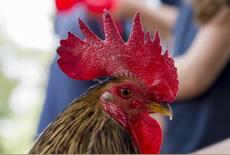Colorful rooster head. Brown feather, red cock. Blurred background. Macro photo shallow depth fieldの写真素材