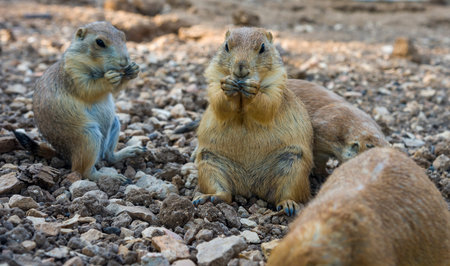 Gopher sitting up and eating gopher folded paws at the mouth