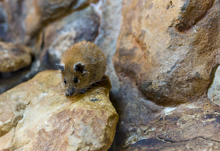 Pika sitting among a heap of stones in the mountains, Himalayas, Mountain red mouse.の写真素材