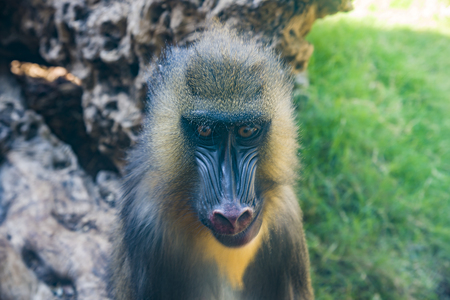 Mandrill, Mandrillus sphinx, sitting on tree branch in dark tropical forest. Animal in nature habitat, in forest. Mandrillの写真素材