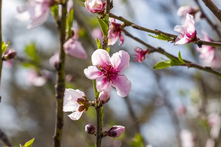 Almond blossom. Spring background Almond blossoms Jerusalimの写真素材