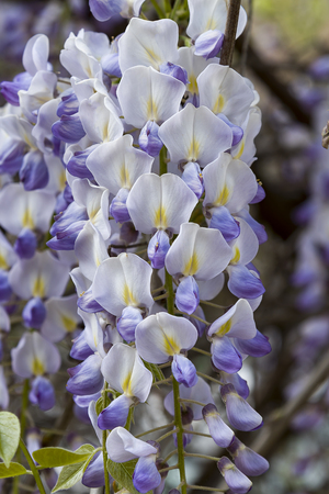 wisteria trellis. great views creepers flowersの写真素材