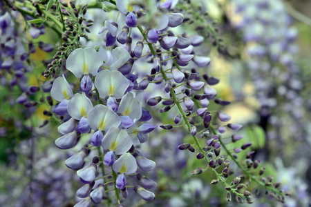 wisteria trellis. great views creepers flowersの写真素材