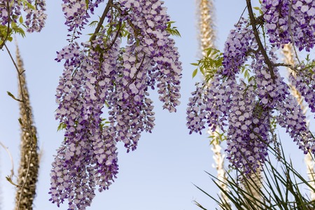 wisteria trellis. great views creepers flowersの写真素材
