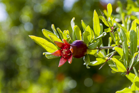 Pomegranate tree flowers pomegranate flowers blooming natural, decorationの写真素材