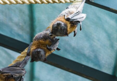 Flying foxes in the wild on the Jerusalimの写真素材