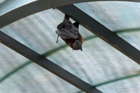 Flying foxes in the wild on the Jerusalimの写真素材