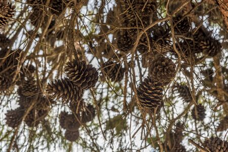 Pine cones on branches in the mountains of Jerusalem.の写真素材