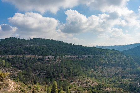 olives olive trees in the mountains of Jerusalem. Jerusalem forest.の写真素材