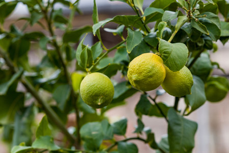 Lemon or organic Lime Tree in Thailand, with three limes on branch Lemon branch with three lemons.