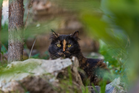 Yellow cat black with yellow eyes, standing in the Bush and grass. Green-eyed black and red cat in the bushes.の写真素材