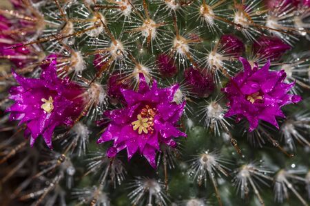 Pink flowers on cactus at greenの写真素材