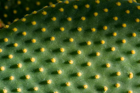 The green flat cactus background is beautiful. Cactus Texture natural background. Flat leaves of green and yellow cactus with needles pattern. Textured natural backdrop.の写真素材
