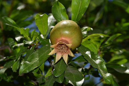 Close Up of Young Pomegranate Fruit on a Branch of Pomegranate Tree in a Garden, Young green...