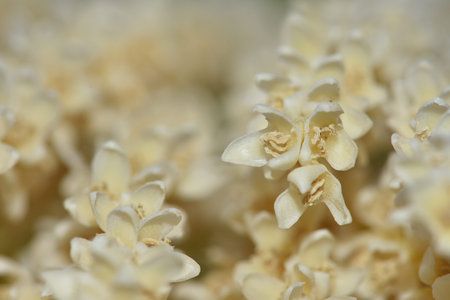 Pygmy date palm flowers blossom. Closeup date palm with blossom flower.