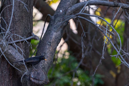 Male Blackbird, Turdus merula. Black-colored bird in its natural habitat on green spring grassの写真素材