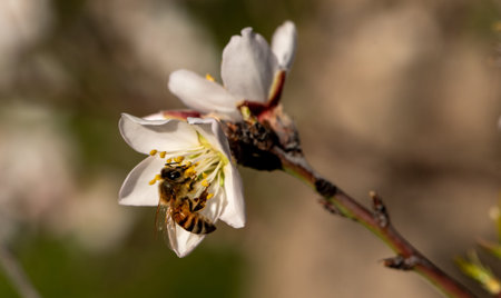 honeybee in almond blossoms. Bee On Almond Blossom