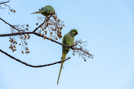 Green bird in the green vegetation. Parrot sitting on branch. in jerusalem
