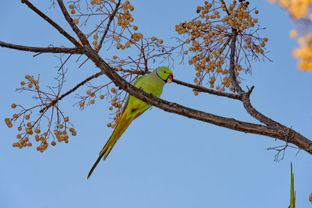 Green bird in the green vegetation. Parrot sitting on branch. in jerusalem